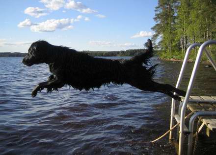 Blackie hyppää uimaan